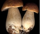 Fond de teint hydratant Sothys : sous la silicone le champignon !