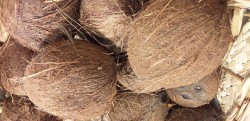 Huile de coco, issue de l’arbre de vie what else ? 