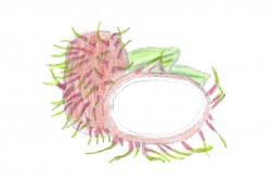 Le rambutan (Nephelium lappaceum L.), un litchi chevelu qui débarque dans les solaires comme un cheveu sur la soupe ! 