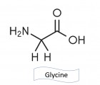 La glycine, un acide aminé qui ne manque pas de ressort ! 