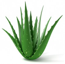 Aloe vera : c'est trop beau pour être vrai !