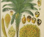 Quelle différence entre huile de palme et huile de palmiste ?