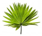 Le sabal, un palmier qui traite aussi bien la prostate que les cheveux gras !